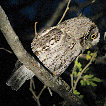 Eastern Screech-owl