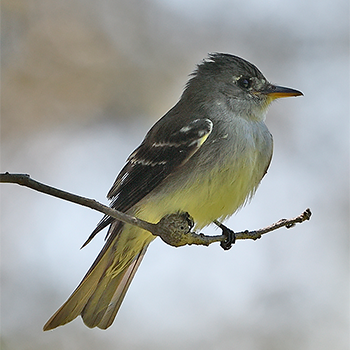 Eastern Wood-pewee