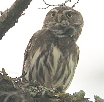 Ferruginous Pygmy-owl