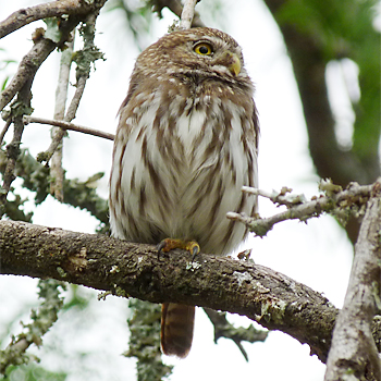 Ferruginous Pygmy-owl