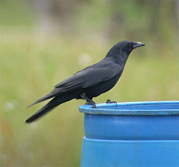 Fish Crow