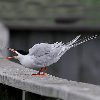 Forster's Tern