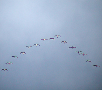Franklin's Gulls