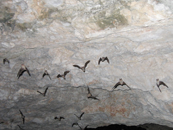 Mexican free-tailed Bats, Frio Bat Cave