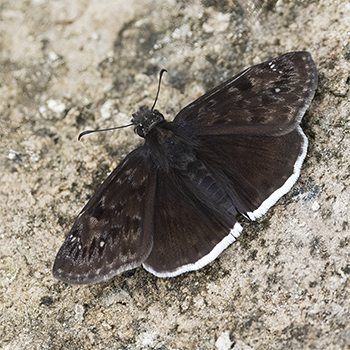 Funereal Duskywing
