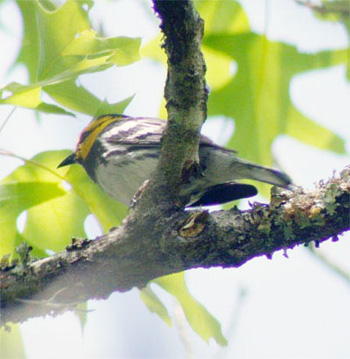 Golden-cheeked Warbler