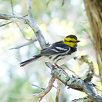 Golden-cheeked Warbler