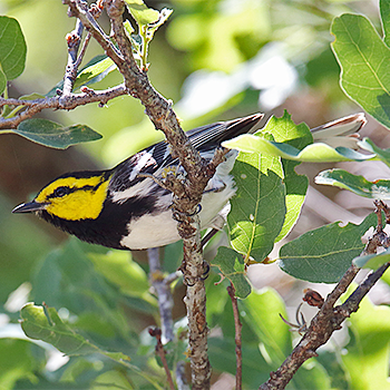 Golden-cheeked Warbler