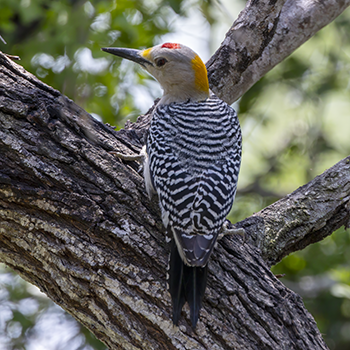 Golden-fronted Woodpecker