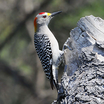 Golden-fronted Woodpecker