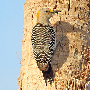 Golden-fronted Woodpecker