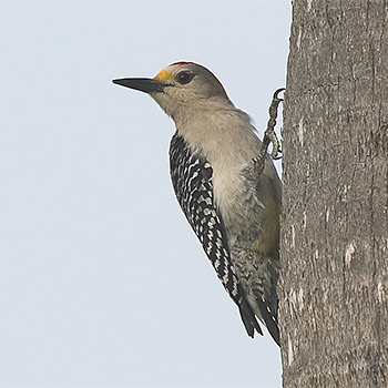 Golden-fronted Woodpecker