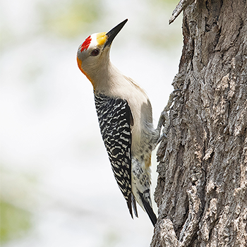 Golden-fronted Woodpecker
