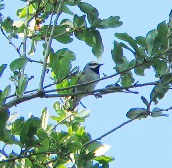 Golden-winged Warbler