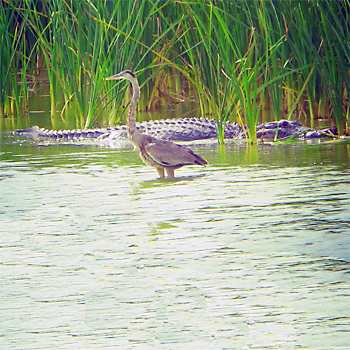 Great Blue Heron and Alligator