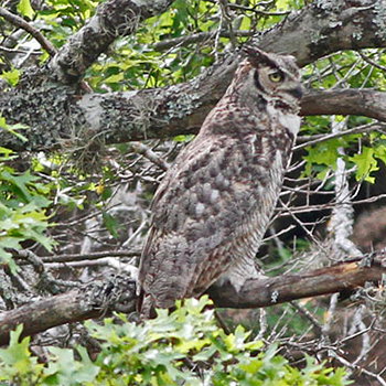 Great Horned Owl