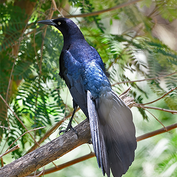 Great-tailed Grackle