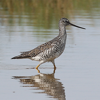Greater Yellowlegs