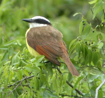 Great Kiskadee
