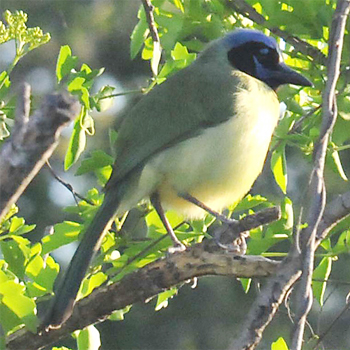 Green Jay