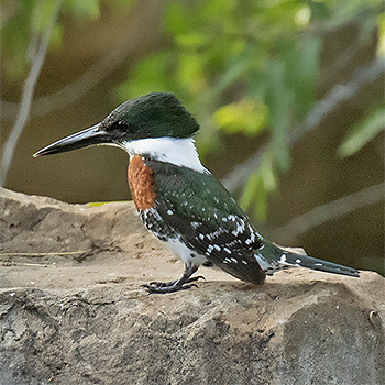 Green Kingfisher