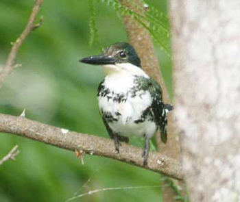 Green Kingfisher