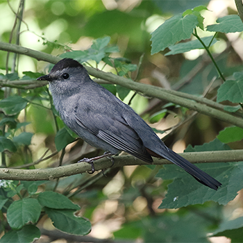Grey Catbird