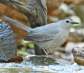 Grey Catbird
