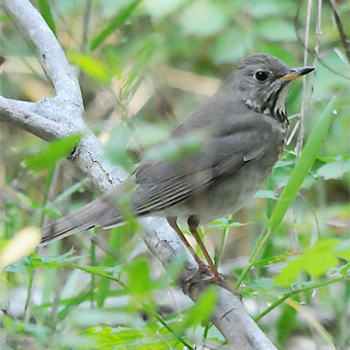 Grey-cheeked Thrush