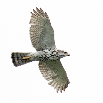 Grey Hawk