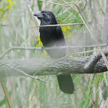Groove-billed Ani