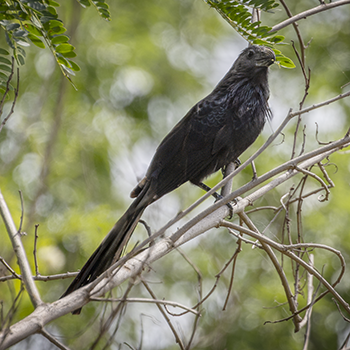 Groove-billed Ani