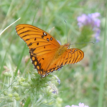 Gulf Fritillary