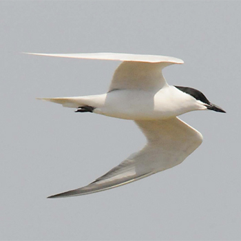 Gull-billed Tern