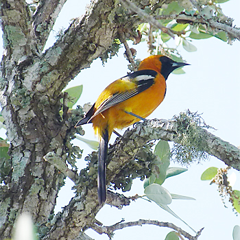 Hooded Oriole
