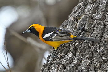 Hooded Oriole