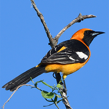Hooded Oriole