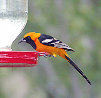 Hooded Oriole
