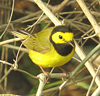 Hooded Warbler