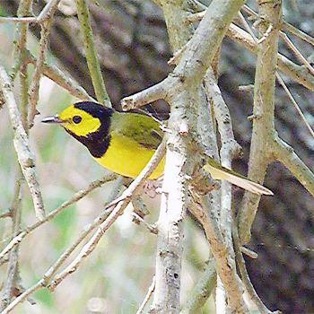 Hooded Warbler