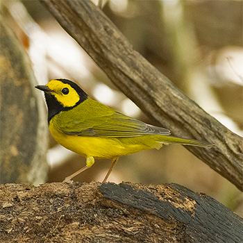 Hooded Warbler