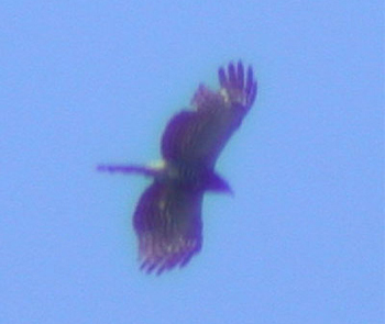 Hook-billed Kite