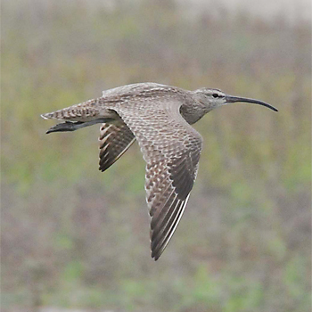 Whimbrel