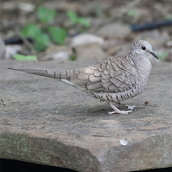 Inca Dove
