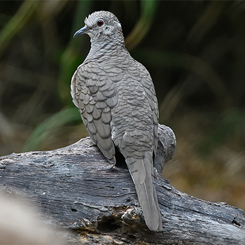 Inca Dove