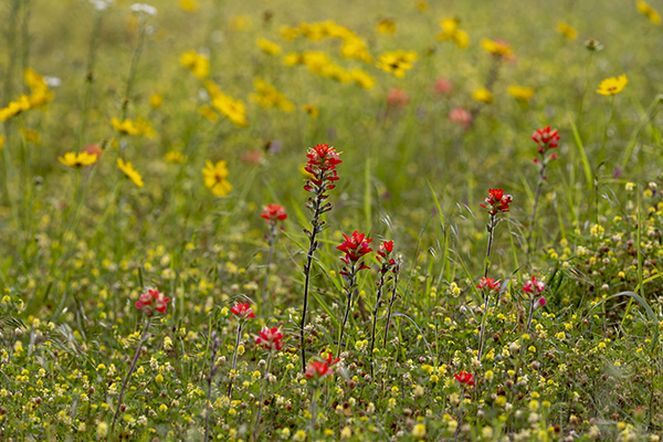 Indian Paintbrush