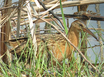 King Rail
