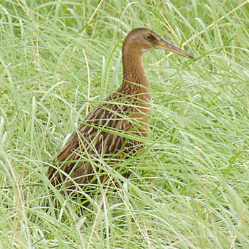 King Rail
