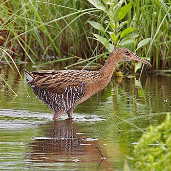 King Rail