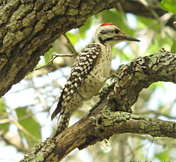 Ladder-backed Woodpecker